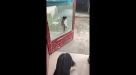 Pet dog comes to the rescue of cat friend stuck in door net