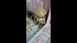 Baby chicks found stuck inside food bottle feeder