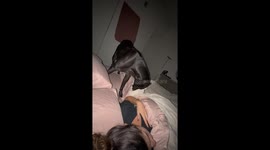 Rescue pitbull asks to be tucked in—bedtime video warms hearts with 4 million views