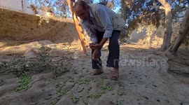 Gaza’s agriculture ravaged after two years of Israeli war