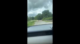 Stuck in a Dog-Jam Heading to Work