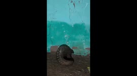 Rare wild animal Pangolin found in Rajasthan, India