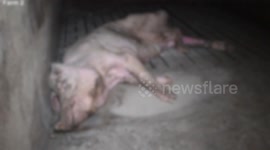 Shocking video shows 'squalor' of pig farms posing 'grave threat' to public health