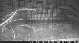 Layer by Layer: The Life of a Marten