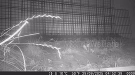 Layer by Layer: The Life of a Marten