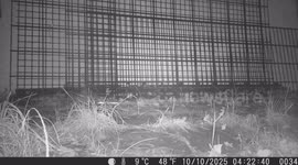 Layer by Layer: The Life of a Marten