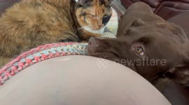 Pets React To Baby Moving In Belly