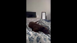 Chocolate Lab Has Happy Dreams
