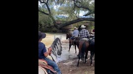 Horse Lunges Across River Water