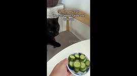 Cat Cronches Cucumber Salad