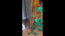 Bryan Forgot to Plant the Potatoes
