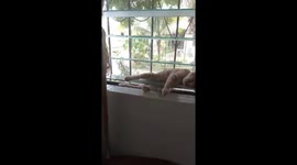 Kitten Naps on Glass Jalousie