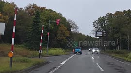 Brown bear sighting on roadside in Shiretoko Peninsula, Hokkaido, Japan