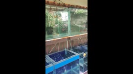 Philippines earthquake shakes fish aquariums in home