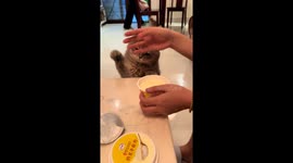 Sneaky cat tries to steal yogurt pudding in Chongqing, China