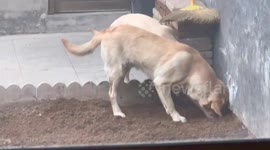 Curious dogs caught off guard in Hebei, China