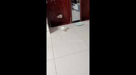 Playful chinchillas chase each other in Shandong, China