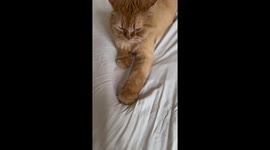 Adorable cat hilariously tries to hide torn bedsheet in Shandong, China