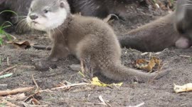 Young otter pups were briefly seen outside their den at Zoo du Bassin d’Arcachon, France.