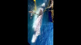 Vietnamese Fishermen Rescue 15-Meter Whale Shark Entangled in Net, Surrounded by Small Fish