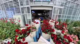 China: Smart tech, efficient logistics help Yunnan flowers blossom into new markets