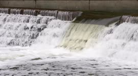 Annual salmon migration begins in Toronto’s Humber River