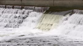 Canada: Annual salmon migration begins in Toronto’s Humber River