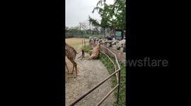 Giraffe gets its head stuck in zoo railing as staff smash metal bars to free it — sparking online debate over rescue method