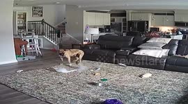 Firefighter’s dog sets house ablaze by chewing on rechargeable battery