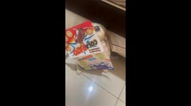 Curious Meg caught stealing cheese in Contagem, Brazil