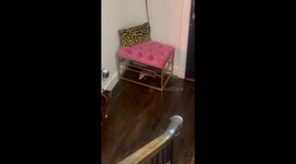 Woman escorts a possum out of her home in Dallas, Texas, USA