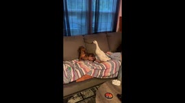 Heartwarming bond between dog and duck in Middle Island, USA