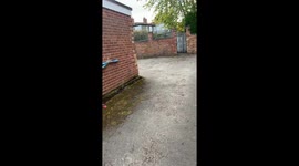 Muntjac’s daring escape from the parking lot in Kenilworth, United Kinddom