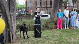 Million Dollar Disgrace - Justice For Greyhounds Rally, Sydney, Australia
