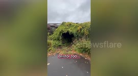 Gorillas bang on windows in enclosure three years after zoo shut