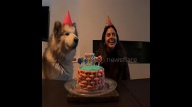 Birthday duet with Ivar the singing malamute in Ghent, Belgium