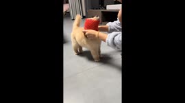 Fluffy puppy struggles with apple foam net in Shaanxi, China