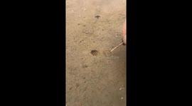 Trapdoor spider closed the door after being disturbed in Shaanxi, China