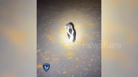 Tigard Officers Free Skunk Stuck in Jar — No Spray Involved