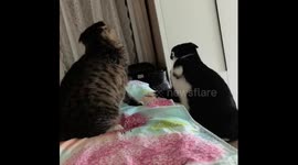 Playful cat battle with hard paws in Hubei, China