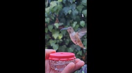 Hand Feeding An Allen's Hummingbird