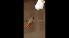 Allen's Hummingbird's Wings Buzz While Drinking From Flower