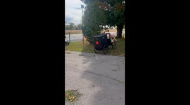 Mini Motorized Buggy