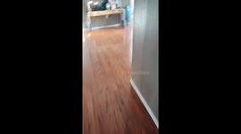 Owner Panics as Dog Chases Rat