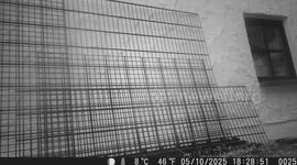 Selfie time! Bird discovers the trail camera