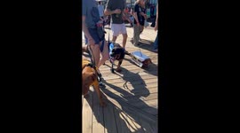 Three-legged dog dons 'IHOP' costume for dog Halloween parade