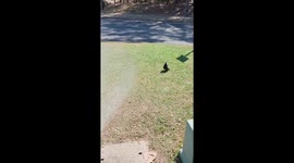 Australian Magpie Enjoying a Shower