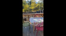 Unexpected Encounter: Deer and Dog's Intense Backyard Staring Contest Unfolds In Colorado Springs
