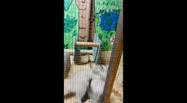 Zoo Antics: Brother and Sister Raccoons Go Head-to-Head in Wild Wrestling