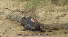Rare Kruger Moment in the Rain: Crocodiles Inside a Buffalo Carcass!